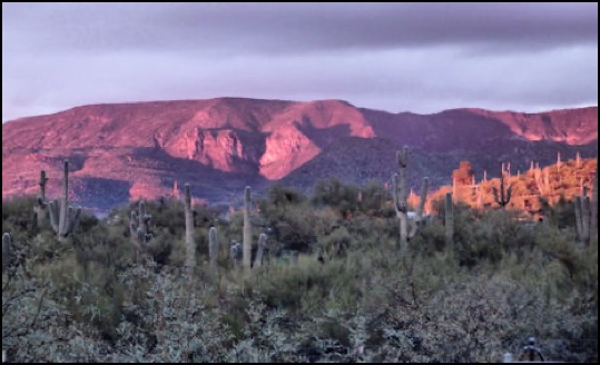 Desert Dream Mountains, forest and saguaros